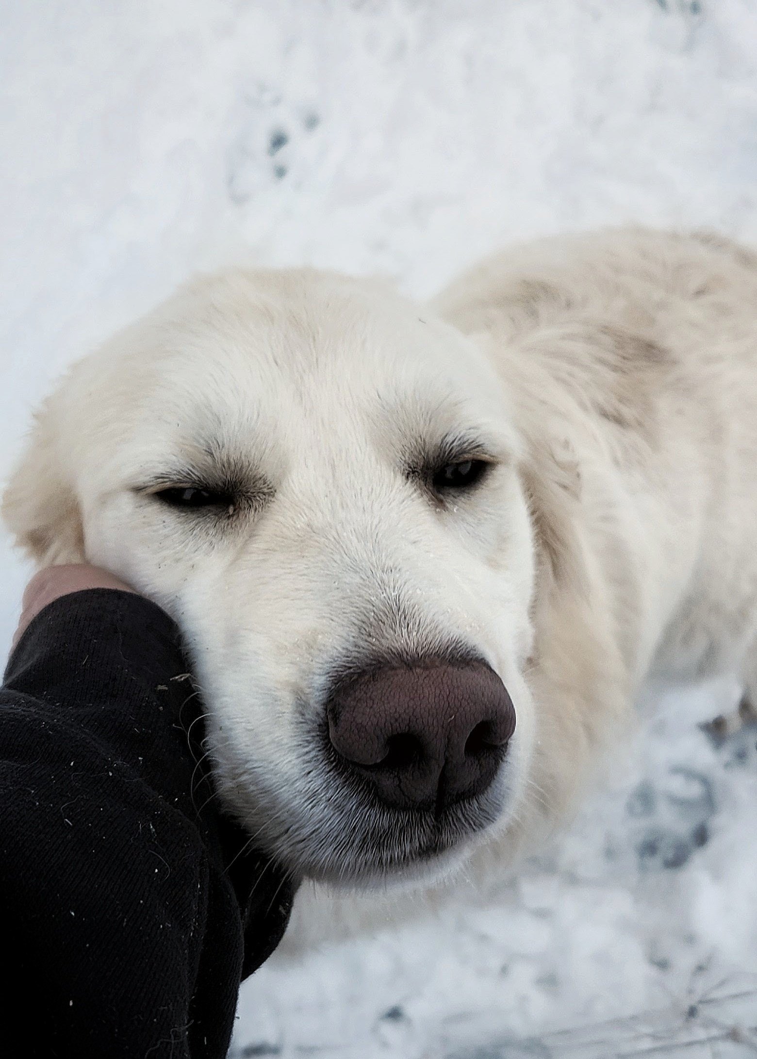 Cream Golden Retriever in the snow